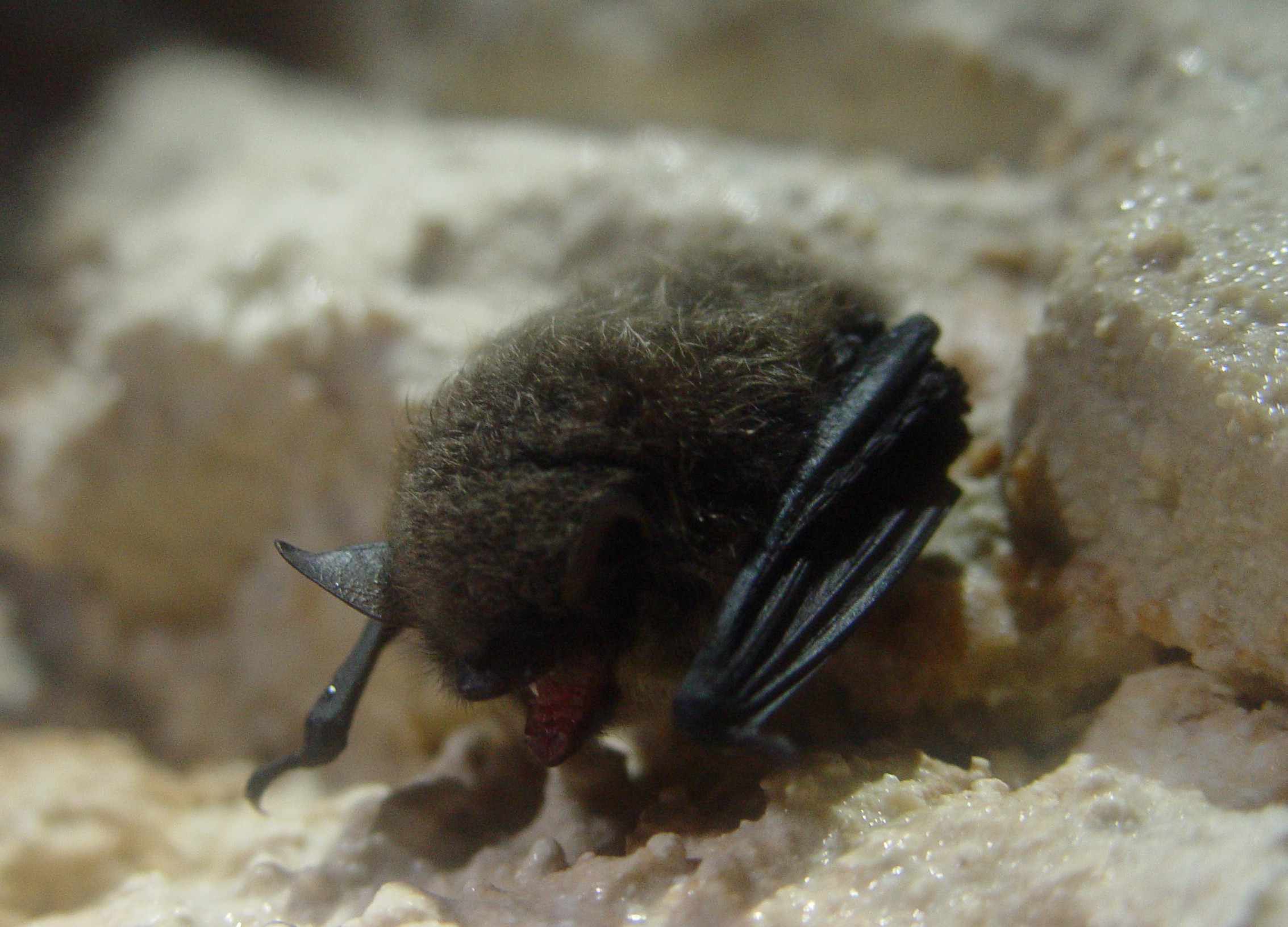 Cerdacul Stanciului_liliac. Foto: Lidia Dragomir